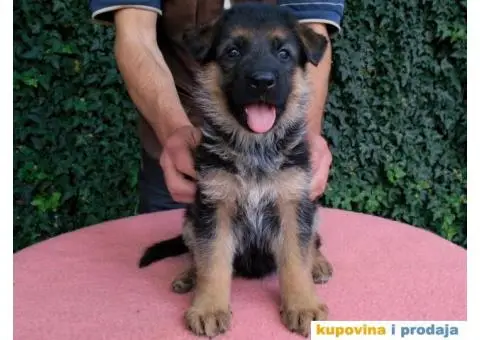 Nemacki ovcari vrhunsko leglo Beograd - 5/5