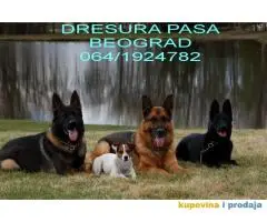 Dresura pasa Beograd