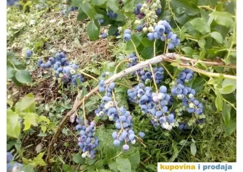 Borovnica sveza - 2/2