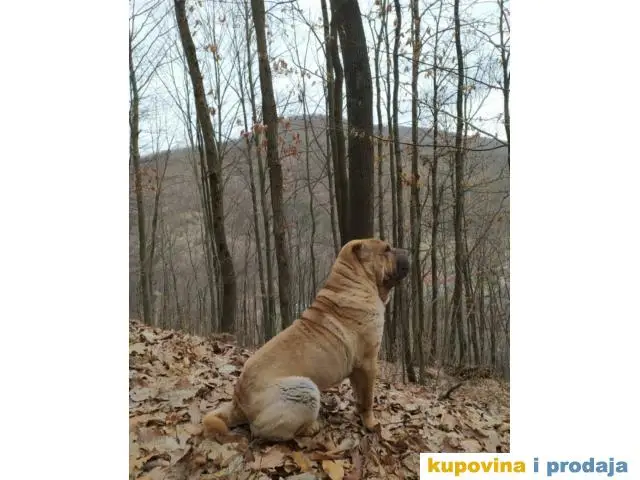 Mladi muzjak Shar-pei spreman za parenje - 1