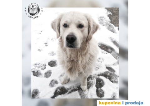 Mužjak zlatnog retrivera za parenje - 1/6