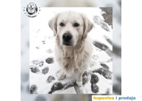 Mužjak zlatnog retrivera za parenje - 1/6