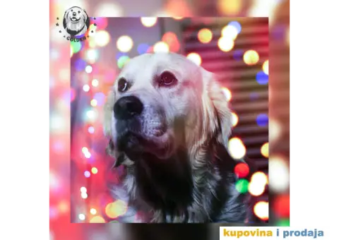 Mužjak zlatnog retrivera za parenje - 2/6