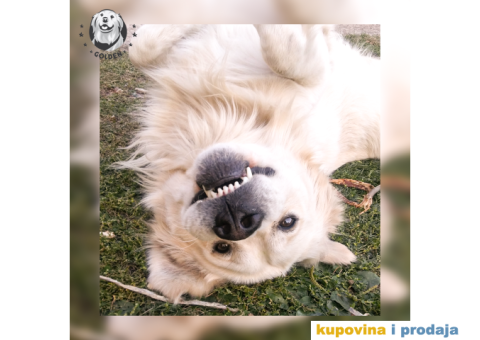 Mužjak zlatnog retrivera za parenje - 3/6