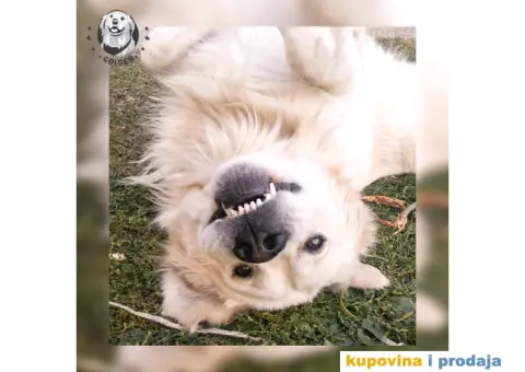 Mužjak zlatnog retrivera za parenje - 3/6