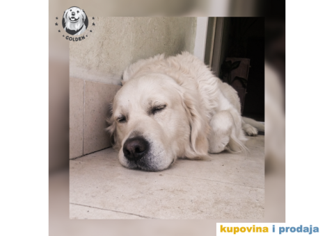 Mužjak zlatnog retrivera za parenje - 4/6