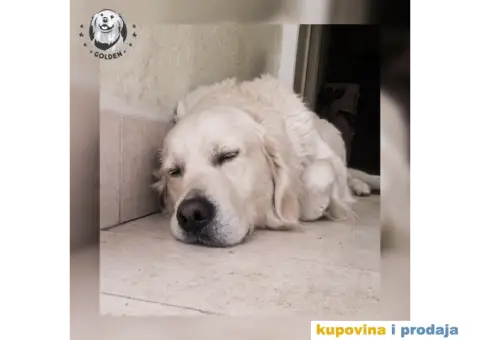 Mužjak zlatnog retrivera za parenje - 4/6