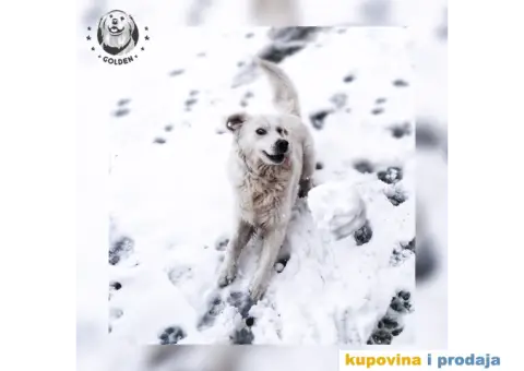 Mužjak zlatnog retrivera za parenje - 5/6