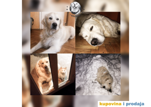 Mužjak zlatnog retrivera za parenje - 6/6