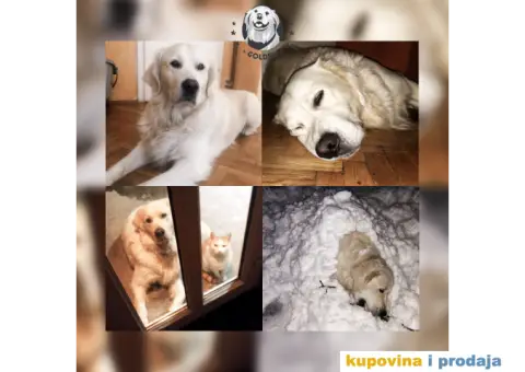 Mužjak zlatnog retrivera za parenje - 6/6