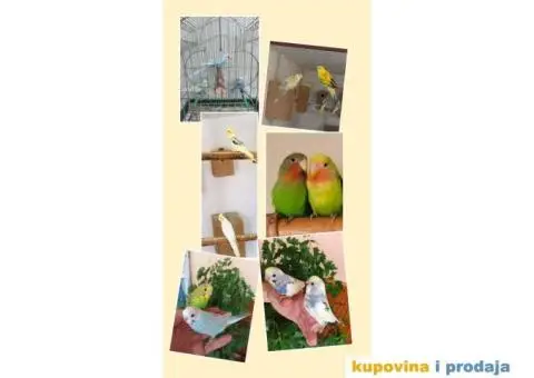 Papagaji - 6/6