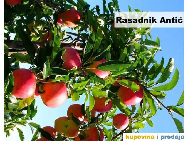Sadnice voća za jesenju sadnju - REZERVACIJA - 1