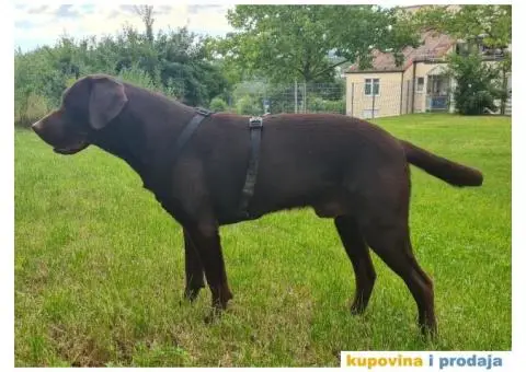 Braon Labrador za parenje - 1/7