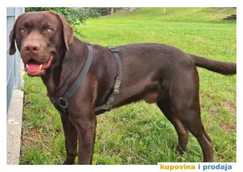 Braon Labrador za parenje - 2/7