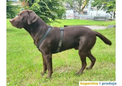 Braon Labrador za parenje - 3/7