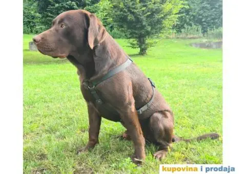 Braon Labrador za parenje - 4/7