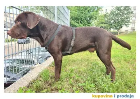 Braon Labrador za parenje - 5/7