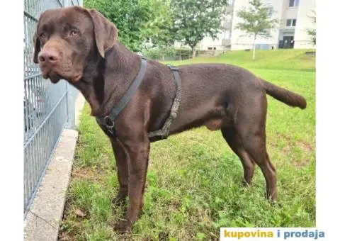 Braon Labrador za parenje - 6/7