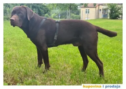 Braon Labrador za parenje - 7/7