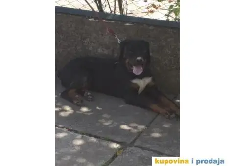 Pas Rex traži novi dom! - 1/3