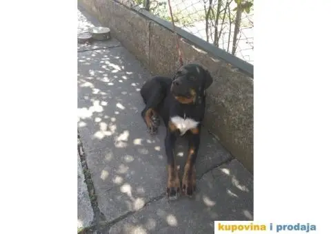 Pas Rex traži novi dom! - 2/3