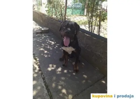 Pas Rex traži novi dom! - 3/3