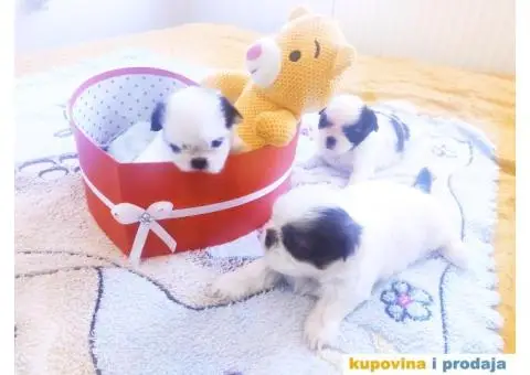 Cistokrvni si cu stenci - 1/13