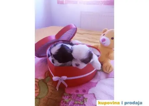 Cistokrvni si cu stenci - 2/13