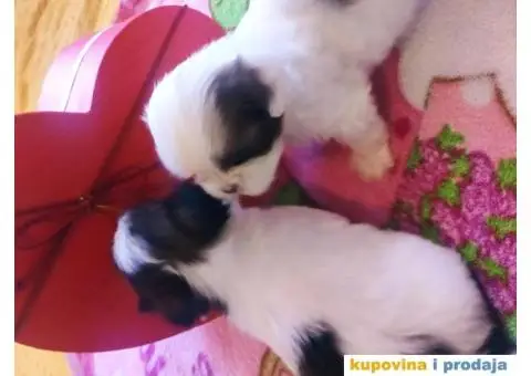 Cistokrvni si cu stenci - 3/13