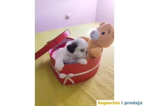 Cistokrvni si cu stenci - 4/13