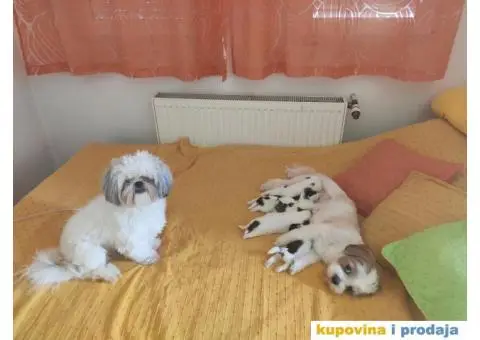 Cistokrvni si cu stenci - 5/13