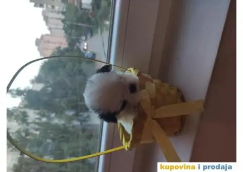 Cistokrvni si cu stenci - 7/13