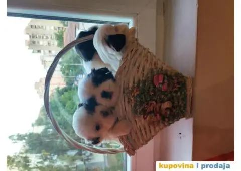 Cistokrvni si cu stenci - 8/13