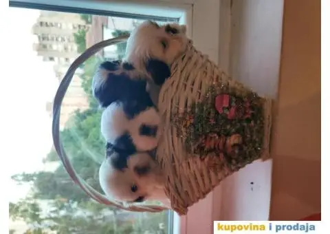 Cistokrvni si cu stenci - 9/13