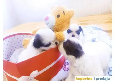 Cistokrvni si cu stenci - 10/13