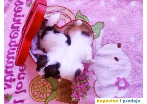 Cistokrvni si cu stenci - 11/13