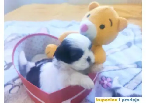 Cistokrvni si cu stenci - 12/13