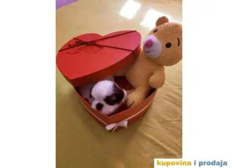 Cistokrvni si cu stenci - 13/13