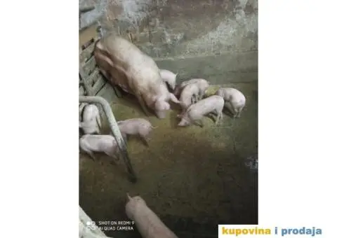 Prodajem prasiće - 1/3
