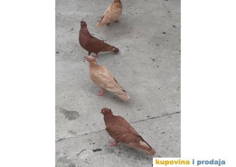 Prodajem golubove backe prevrtace - 1/3