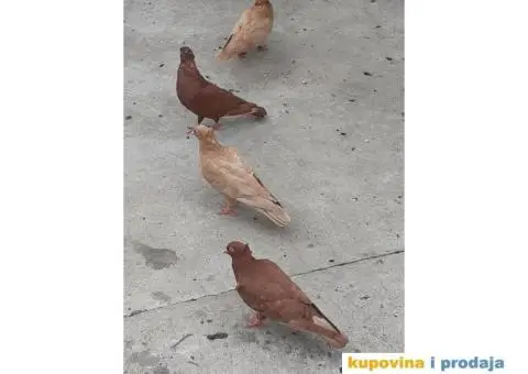 Prodajem golubove backe prevrtace - 1/3