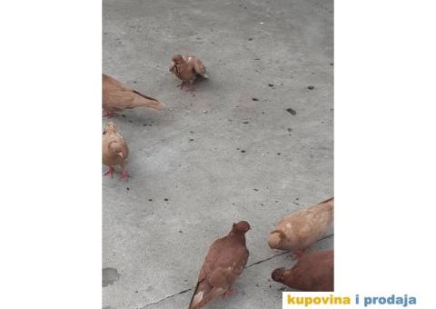 Prodajem golubove backe prevrtace - 2/3