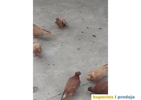 Prodajem golubove backe prevrtace - 2/3