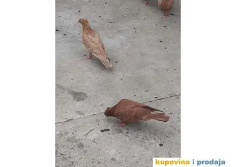 Prodajem golubove backe prevrtace - 3/3