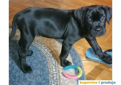 kane korso stene 2 meseca. - 1/3