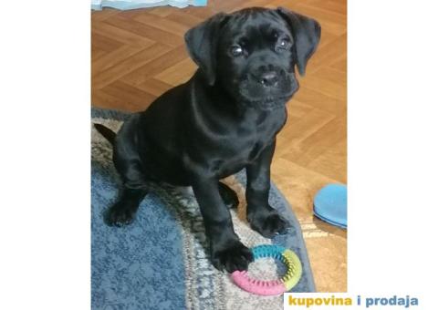 kane korso stene 2 meseca. - 2/3