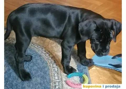 kane korso stene 2 meseca. - 3/3