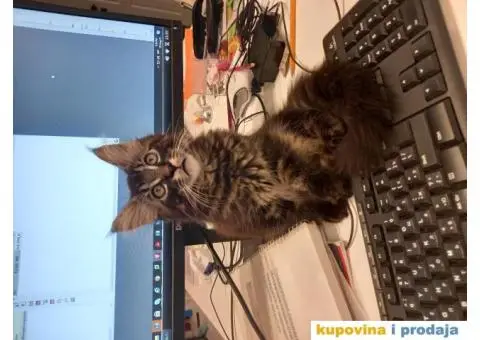 Msin coon,mace muško - 1/3