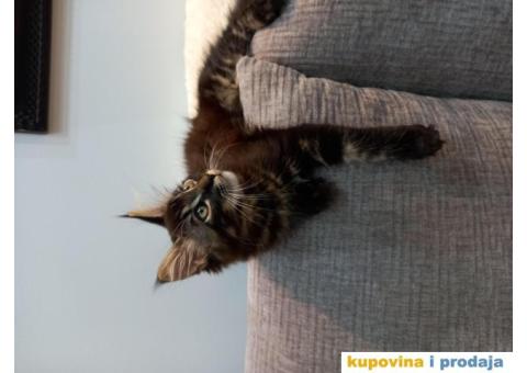 Msin coon,mace muško - 2/3