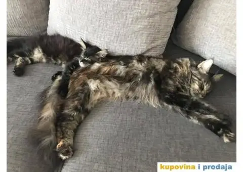 Msin coon,mace muško - 3/3